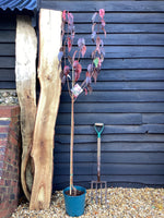 Prunus Royal Burgundy | Cherry 'Royal Burgundy' - 230-260cm, 20lt