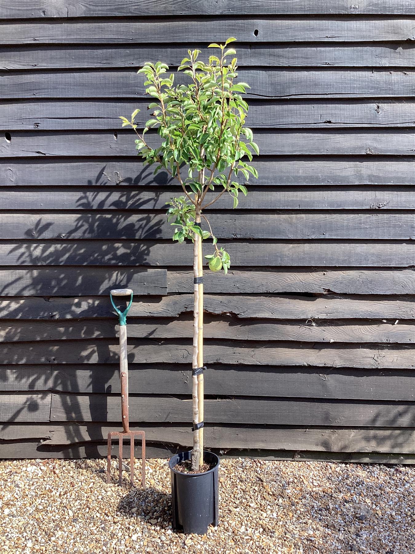 Pear 'Williams' Bon Chretien' | Pyrus communis - 150-160cm - 12lt