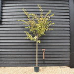 Prunus Subhirtella Autumnalis | Winter-Flowering Cherry - Height 170-190cm - 12lt