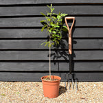 Magnolia x soulangeana- Quarter Standard - Clear Stem 50cm - Height 100cm - 7lt