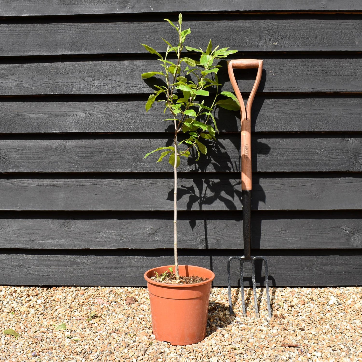 Magnolia x soulangeana- Quarter Standard - Clear Stem 50cm - Height 100cm - 7lt