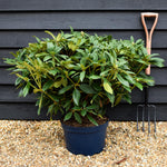 Rhododendron 'Marie Fortier' - Shrub - Height 55-65cm - Width 80-90cm - 15lt
