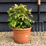 Nandina domestica Pink Blush - Height 30-40cm - 9lt