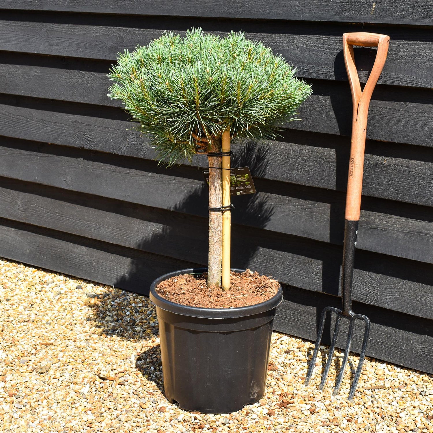 Pinus sylvestris 'Watereri' | Scots pine - Clear Stem 40cm - Girth 8-10cm - Height 60-70cm - Width 40-50cm - 20lt