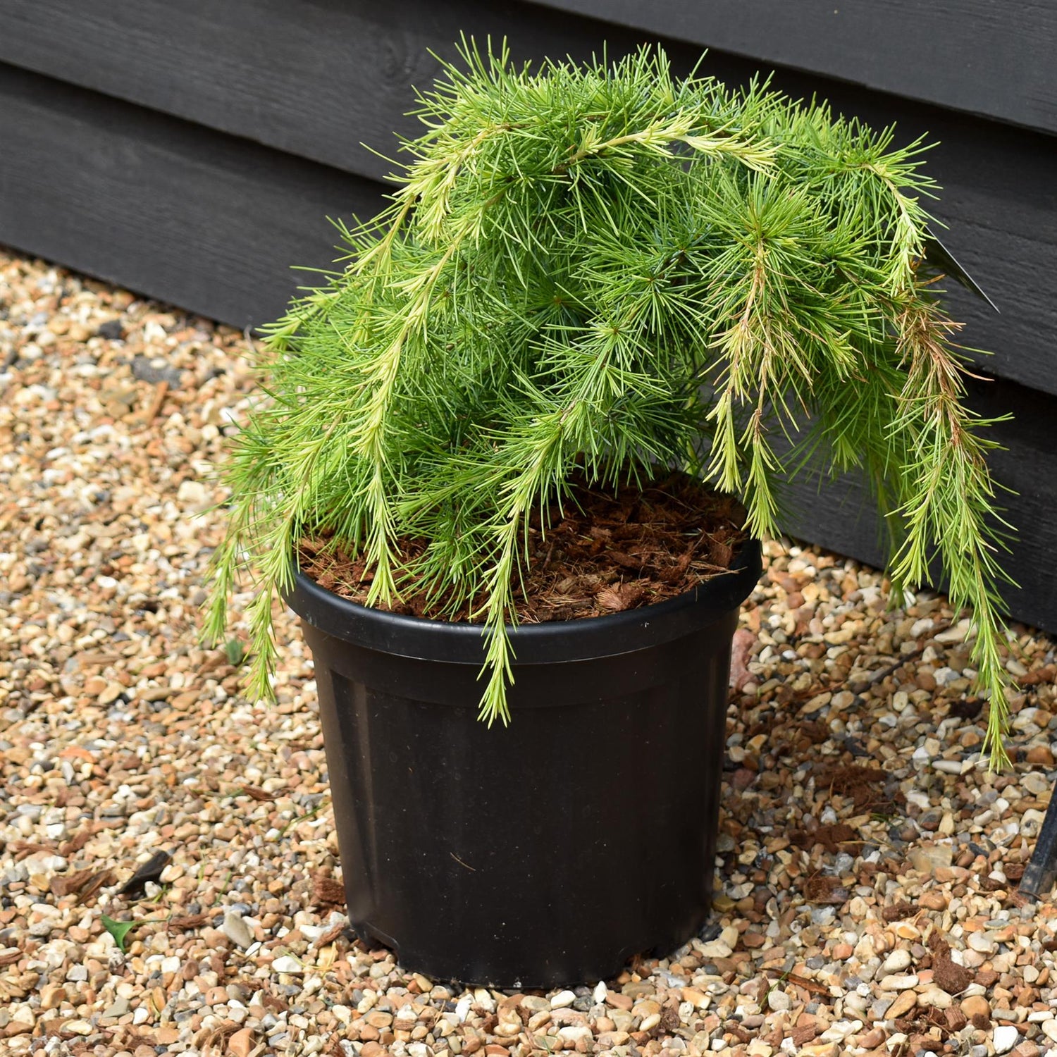 Cedrus deodara 'Lime Glow' | Himalayan Cedar 'Lime Glow' - 40-50cm - 8lt