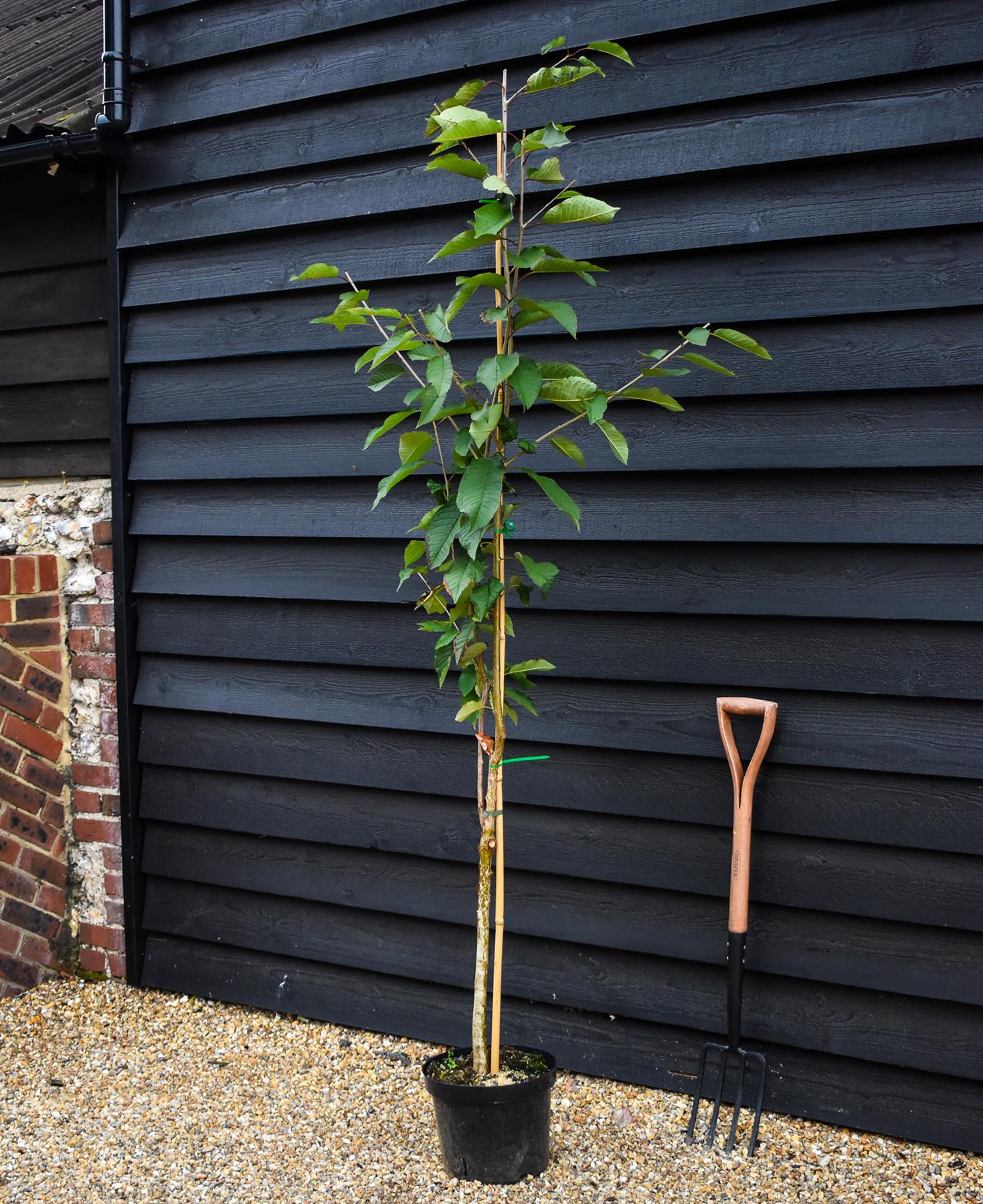 Wild cherry | Prunus avium 3-4yr - Height 160-180cm - 10lt
