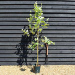 Sorbus aria 'Lutescens' | Mountain Ash ‘Lutescens’ - Height 140-220cm - 12lt