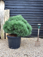 Pinus Nigra 'Pierrick Bregeon' Brepo - Height 120cm - Width 90-100cm - 110lt