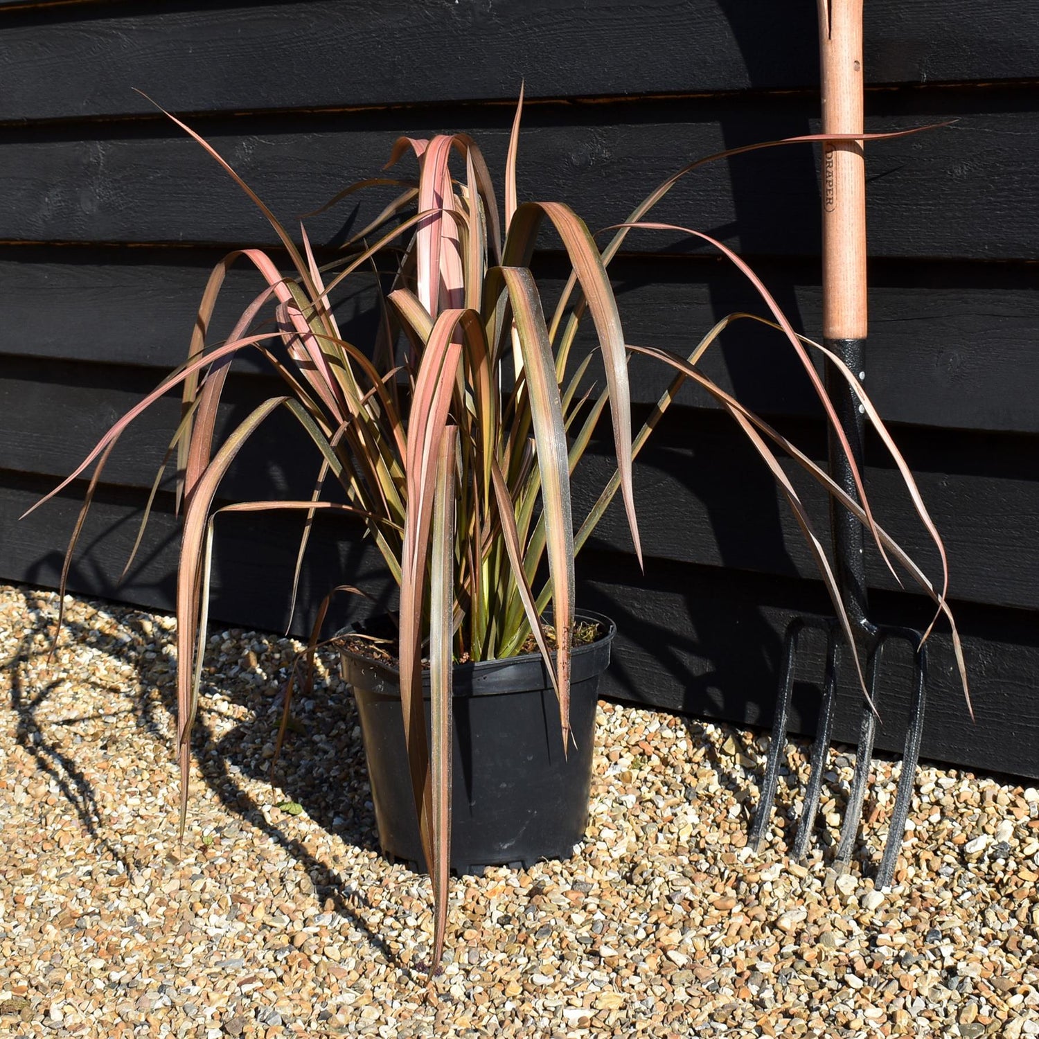 Phormium 'Pink Panther' - Height 40-60cm - 7.5lt