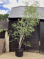 Kashmir Silver Birch | Betula utilis - Multistem - Height 450cm - 300lt