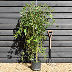 Salix caprea Pendula | Weeping Pussy Willow - 180-220cm - 12lt
