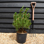 Pinus mugo mughus |Dwarf Mountain Pine -Height 50-80cm - 12lt