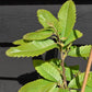 Castanea sativa - Sweet Chestnut - 50-65cm - 3lt