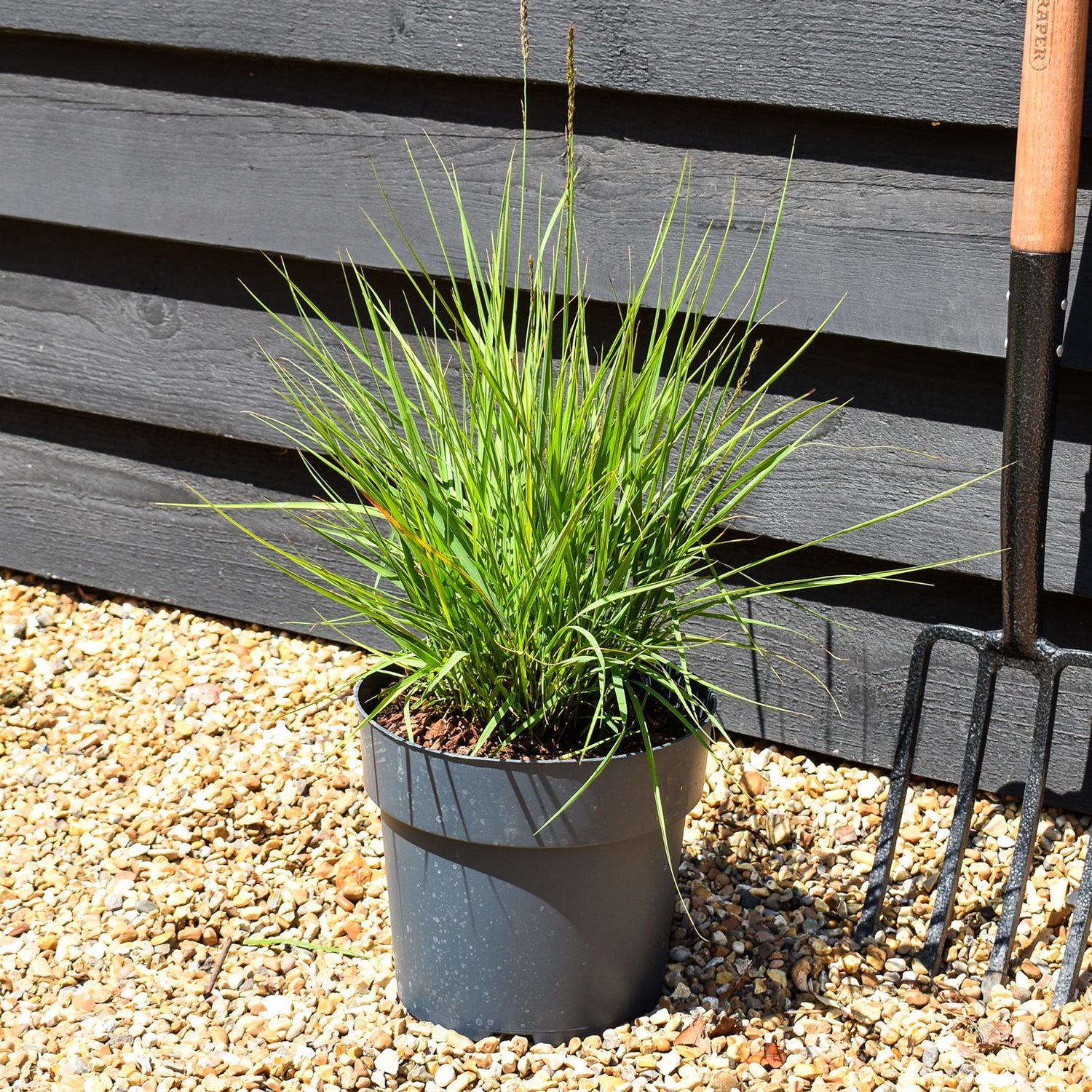 Molinia caerulea 'Moorflamme' - Grass - Herbaceous Perennial - Height 20-30cm - 6.5lt
