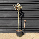 Magnolia 'Sunrise' - Clear stem 120cm - Height 250cm - Girth 8cm - 35lt