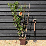 Peach peach | Prunus persica 'Suncrest' - Frame - Height 135cm - 15lt