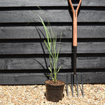 Panicum virgatum 'Northwind' - Grass - Perennial -3lt