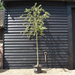 Crab apple | Malus 'Butterball' - Height 250-300cm - Girth 6-8cm - 45lt