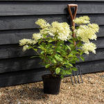 Hydrangea paniculata 'Phantom' - Height 25-35cm - 5lt