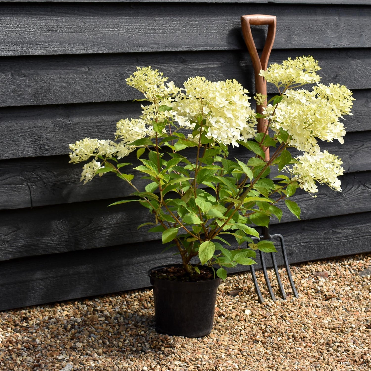 Hydrangea paniculata 'Phantom' - Height 25-35cm -  5lt