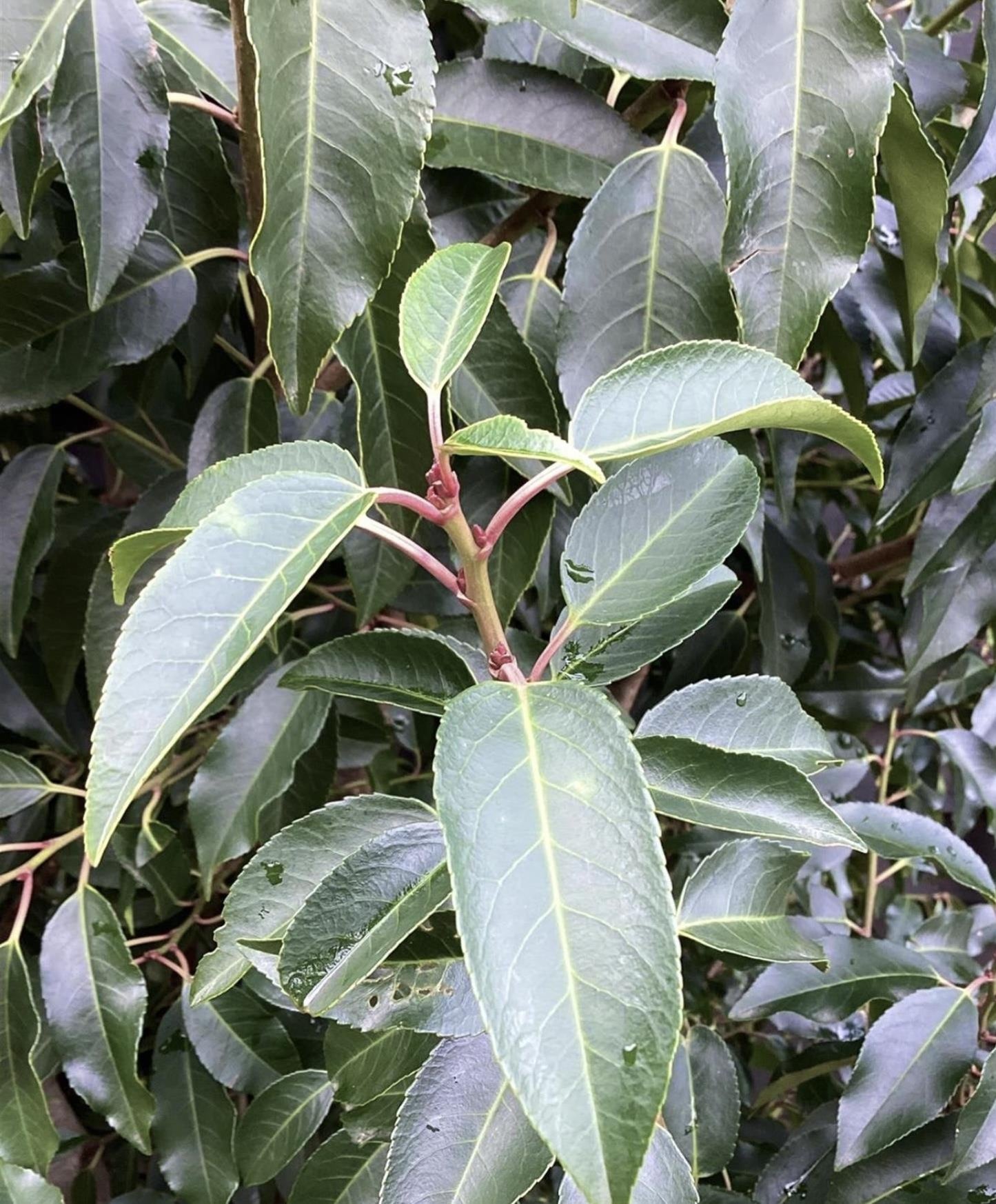 Prunus lusitanica 'Angustifolia' Ball - Width 80-90cm - 55lt