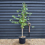 Ginkgo biloba | Maidenhair Tree - Bushy - Height 160-190cm - 30lt