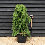 Tsuga canadensis 'Pendula' - Height 100-110cm - 35lt