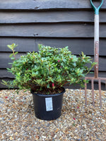 Azalea Japonica Purple Splendor| Rhododendron Purple Splendor - 50-60cm - 7lt