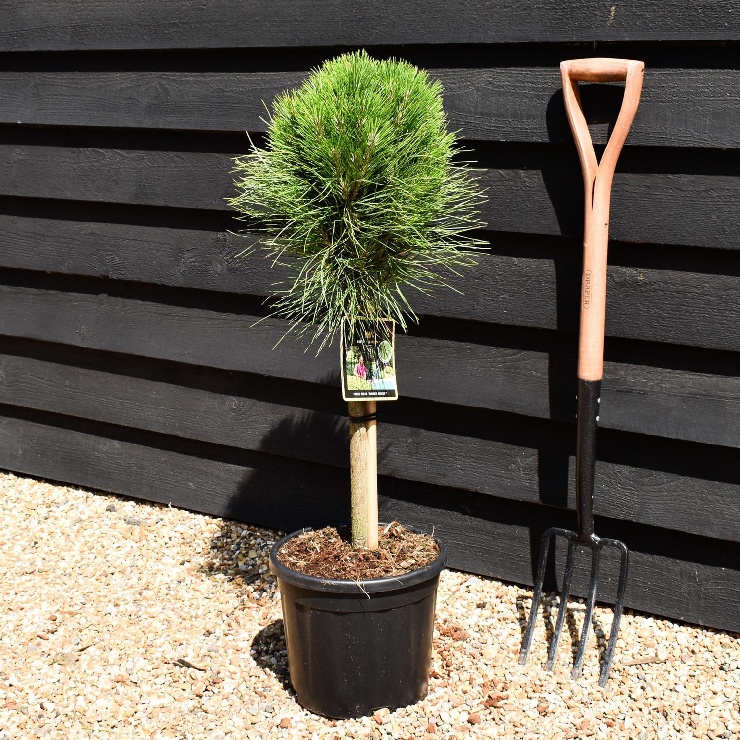 Pinus nigra Summer Breeze - Clear Stem 40cm - Girth 6-8cm - Height 70-80cm - 11lt