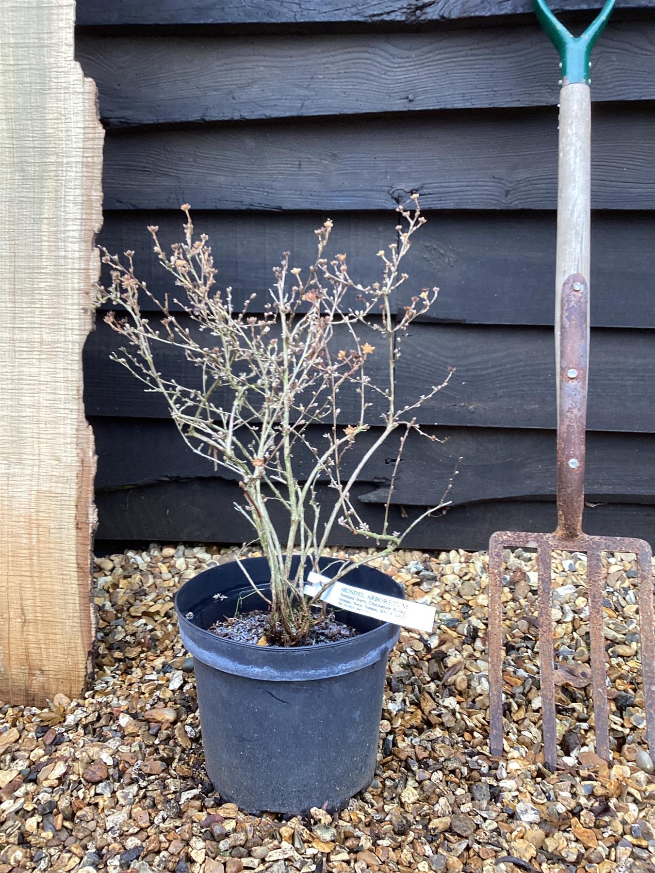 Potentilla fruticosa 'Primrose Beauty' | Shrubby cinquefoil 'Primrose Beauty' - 10-20cm, 5lt