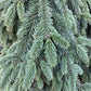 Picea abies 'Inversa' / Pendula| Norway spruce  - Height 250-260cm - 150lt