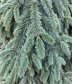 Picea abies 'Inversa' / Pendula| Norway spruce - Height 250-260cm - 150lt