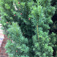 Taxus Media 'Hillii' | Yew 'Hilli' Tree/Large Shrub - Upright Taxus - Bushy - Height 200-220cm - 130lt