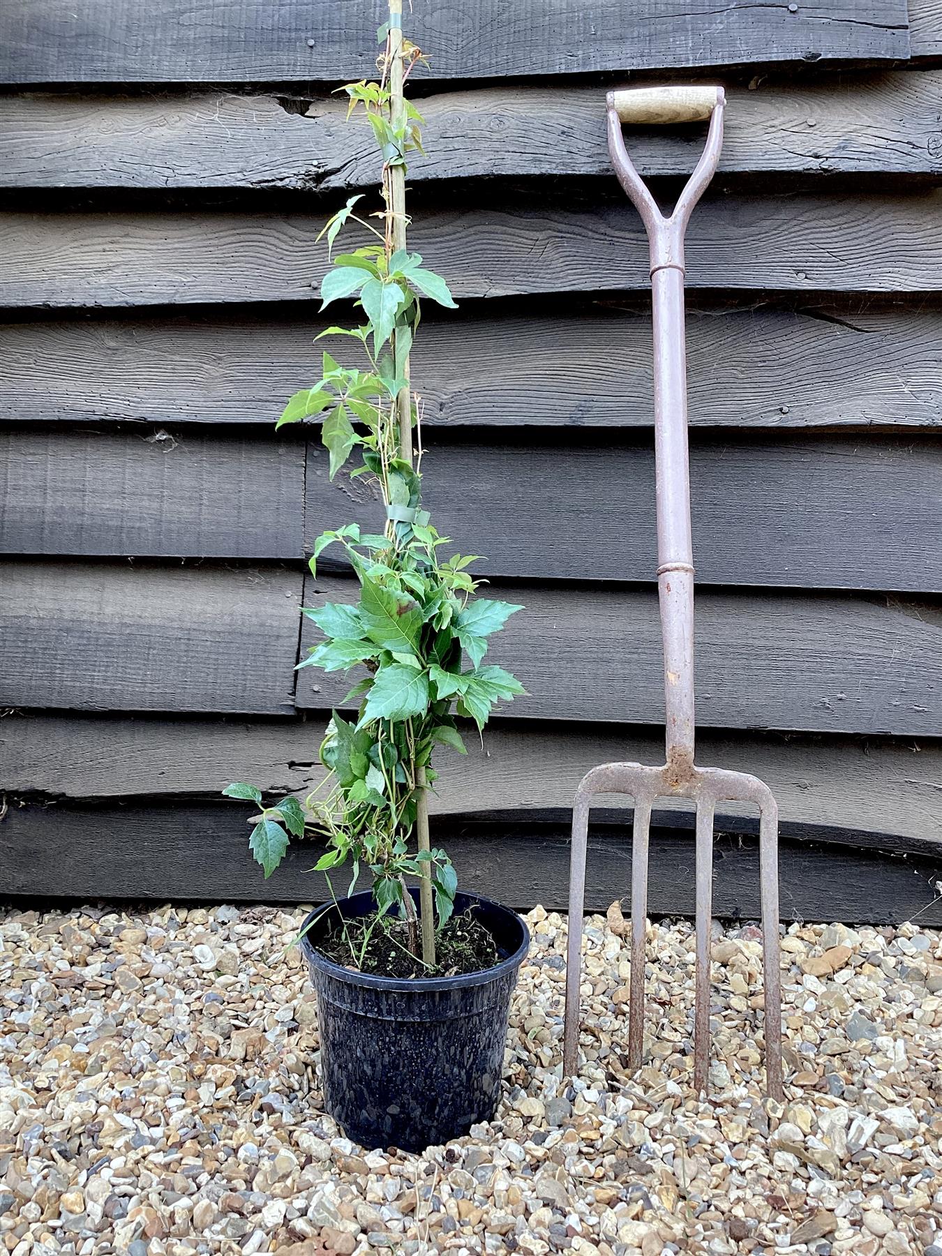 Jasminum officinale 'Clotted Cream' | Jasmine 'Clotted Cream' - Height 100-120cm - 9lt