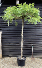 Wisteria | Chinese wisteria - Frame - 270-300cm, 35lt