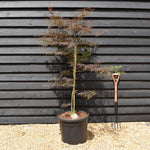 Japanese Maple | Acer palmatum 'Fire Cracker' - Bushy - Height 150-170cm - 55lt