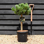 Pinus mugo 'Carsten's Wintergold' - Clear Stem 40cm - Girth 6-8cm - Height 70-80cm - Width 40-50cm - 15lt