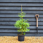 Classic Christmas Tree - Norway Spruce - Pot Grown | Picea abies - Height 70-90cm - 10lt