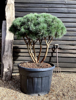 Pinus sylvestris 'Watereri' | Scots pine - Multistem - Parachute - Huge - Unique -  120-130cm - 230lt