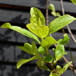 Plum 'Mirabelle de Nancy' | Prunus domestica - Clear Stem 100cm - Height 200-250cm - Girth 12-14cm - 20lt