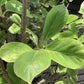 Magnolia Yulan - Girth 16cm - 450-460cm - 110lt