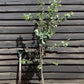 Prunus Domestica Reine Claude Verte Plum - 150-200cm, 10lt