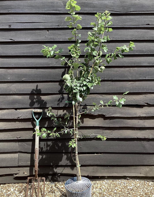Prunus Domestica Reine Claude Verte Plum - 150-200cm, 10lt