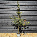 Hungaria Oak | Quercus frainetto - Pot Grown - Height 160-190cm - 10lt