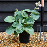 Hosta Big Daddy | Plantain Lily 'Big Daddy' - 10-20cm, 2lt