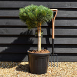 Pinus sylvestris 'Watereri' | Scots pine - Clear Stem 40cm - Girth 8-10cm - Height 60-70cm - Width 40-50cm - 20lt