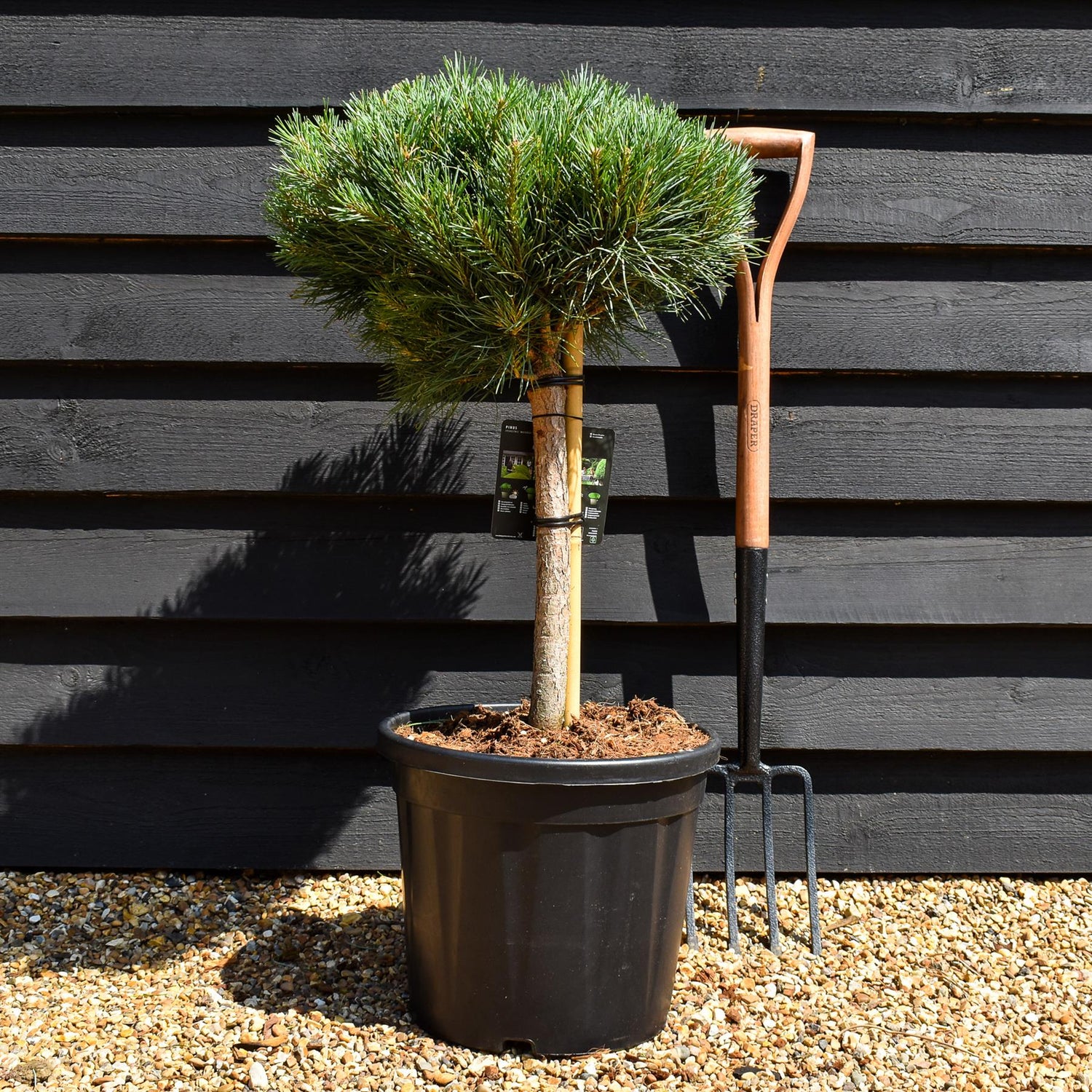 Pinus sylvestris 'Watereri' | Scots pine - Clear Stem 40cm - Girth 8-10cm - Height 60-70cm - Width 40-50cm - 20lt
