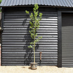 Turkey oak | Quercus cerris - Height 300-350cm - Girth 10-12cm - 45lt