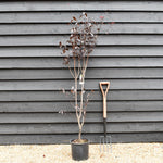 Prunus cerasifera 'Pissardii' | Cherry Plum 'Pissardii' - 100-150cm - 18lt