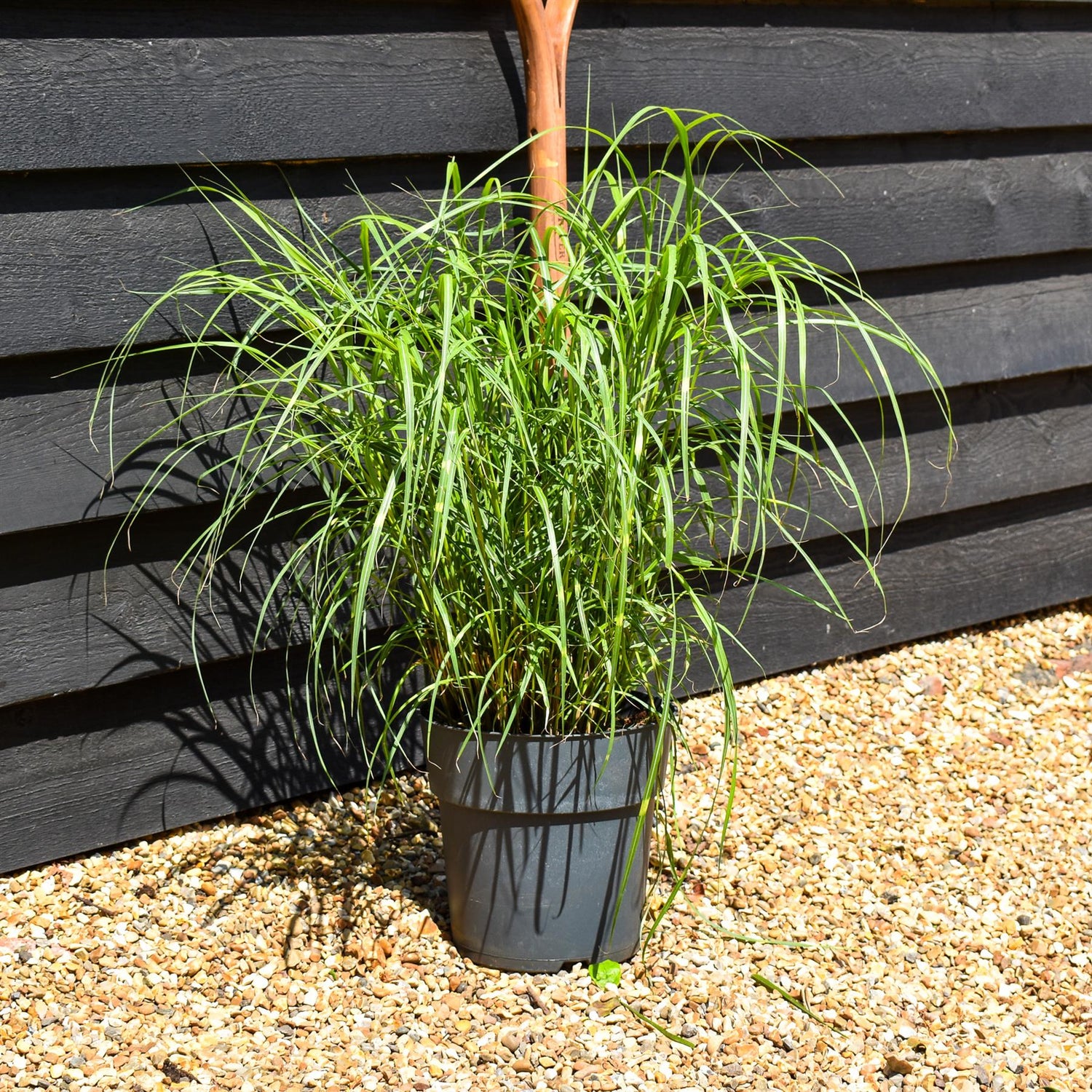 Miscanthus sinensis 'Strictus' - Grass - Herbaceous Perennial - Height 50-60cm - 6.5lt